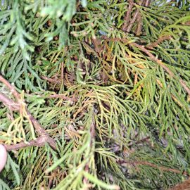 Thuja, turning yellow from the inside ARM EN Community