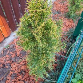 Thuja with dry tips ARM EN Community
