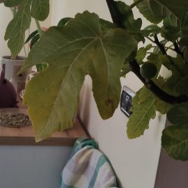 Why do the leaves of the fig tree dry out? How to improve the soil? ARM EN Community