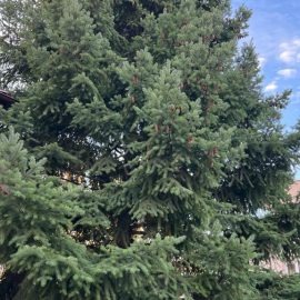 Coniferous trees and shrubs, for some time they have started to dry out from the inside ARM EN Community