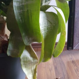 Aechmea, yellow leaves caused by excessive watering ARM EN Community