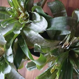Aechmea, yellow leaves caused by excessive watering ARM EN Community