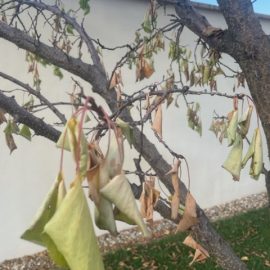 Apricot tree, the leaves have started to turn yellow ARM EN Community