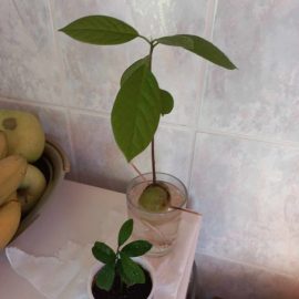 Avocado, with substrate from the forest, bent leaves ARM EN Community