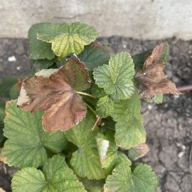 Blackberry and redcurrant planted in May, dry leaves ARM EN Community
