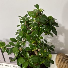 Bonsai, black spots on the leaves, which then fall off ARM EN Community