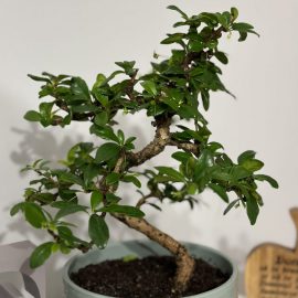 Bonsai, black spots on the leaves, which then fall off ARM EN Community