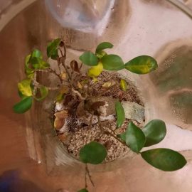 Bonsai in terrarium, dry, mouldy ARM EN Community