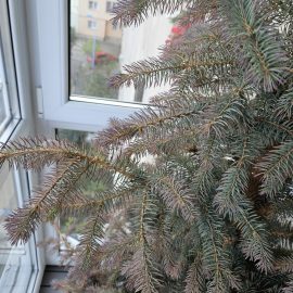 Silver fir with red tips ARM EN Community