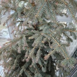 Silver fir with red tips ARM EN Community
