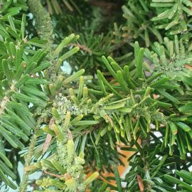 Purchased fir with green deposits on the stem and branches – lichens ARM EN Community