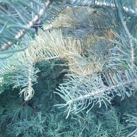 Coniferous trees and shrubs, drying and turning reddish, webs on the branches ARM EN Community