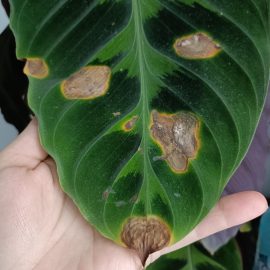 Calathea, leaf spots ARM EN Community