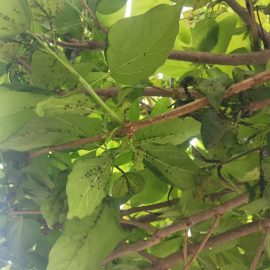 Catalpa, massive aphid infestation – treatment recommendations ARM EN Community