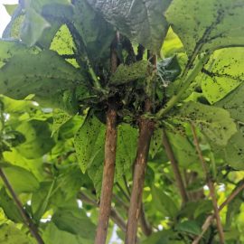 Catalpa, massive aphid infestation – treatment recommendations ARM EN Community