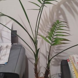 Chamaedorea, my palm tree has brown leaves ARM EN Community