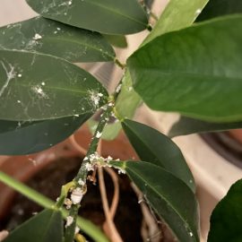 Citrus, white spots, attacked by mealybugs ARM EN Community
