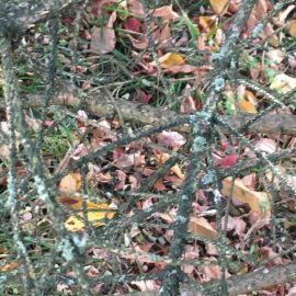 Coniferous trees and shrubs, Silver fir fungus ARM EN Community