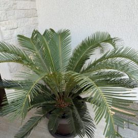 Cycas palm tree, long leaves ARM EN Community