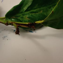 Cherry laurel, a pest inside its stem ARM EN Community