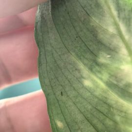 Dieffenbachia infested with pests, its leaves are starting to dry out ARM EN Community