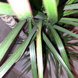 Dracaena marginata, leaves with spots and dry tips ARM EN Community