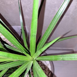 Dracaena marginata, leaves with spots and dry tips ARM EN Community