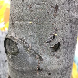 Edible chestnut with pests on the bark ARM EN Community