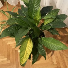 Spathiphyllum, its leaves are turning yellow and falling off easily ARM EN Community