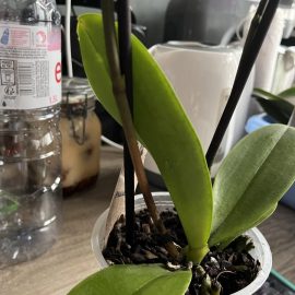 Orchids, drooping leaves because of the heat? ARM EN Community