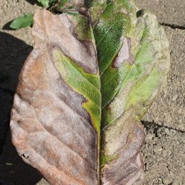 Magnolia, twisted leaves and possibly an inner pest ARM EN Community
