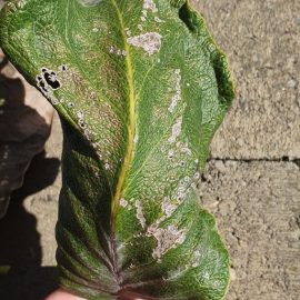 Magnolia, twisted leaves and possibly an inner pest ARM EN Community