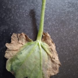 Geraniums, leaves dry as paper ARM EN Community
