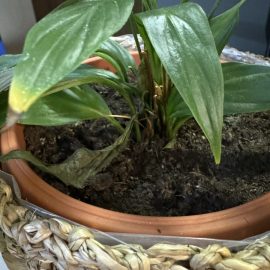 Spathiphyllum, excessive watering and leaves starting to dry out from the tips ARM EN Community