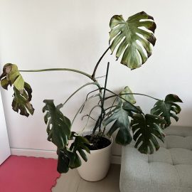Monstera, small white insects and brown leaves ARM EN Community
