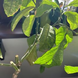 Citrus, lemon tree with brown spots on the leaves ARM EN Community