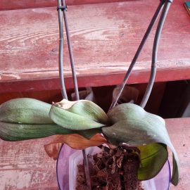 Orchid, lack of roots ARM EN Community