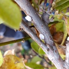 Magnolia, attacked by scale insects ARM EN Community