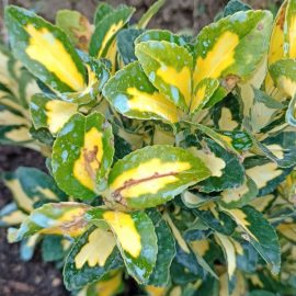 Euonymus, brown spots and dry leaves ARM EN Community