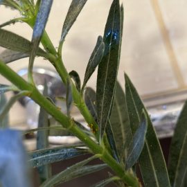 Oleander, mite and aphid attack ARM EN Community