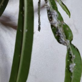 Oleander, white web, attack of mealybugs on the leaves ARM EN Community