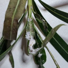 Oleander, white web, attack of mealybugs on the leaves ARM EN Community