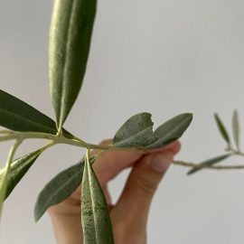 Olive tree, pierced or bitten leaves ARM EN Community