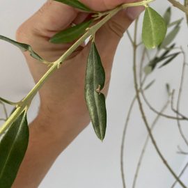 Olive tree, pierced or bitten leaves ARM EN Community