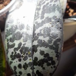 Orchid, dehydrated leaves, dots/small holes on the leaves ARM EN Community
