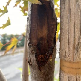 Maple, a hole and wounds on the stem ARM EN Community