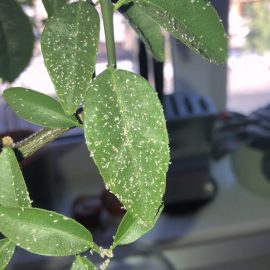 Mandarin attacked by aphids ARM EN Community