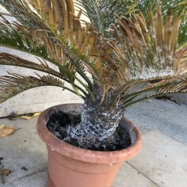 Palm tree, white fuzz on the leaves and stem ARM EN Community