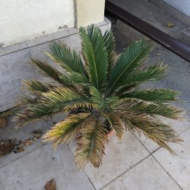 Palm tree, white fuzz on the leaves and stem ARM EN Community