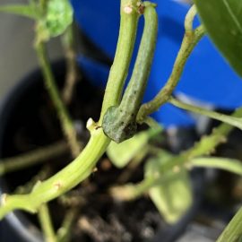 Pepper, leaves attacked by small pests ARM EN Community